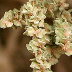 Atriplex halimus, Israel, green flowers, wildflowers