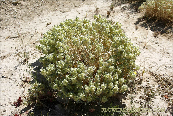 Atriplex holocarpa, Pop Saltbush, מלוח ספוגי