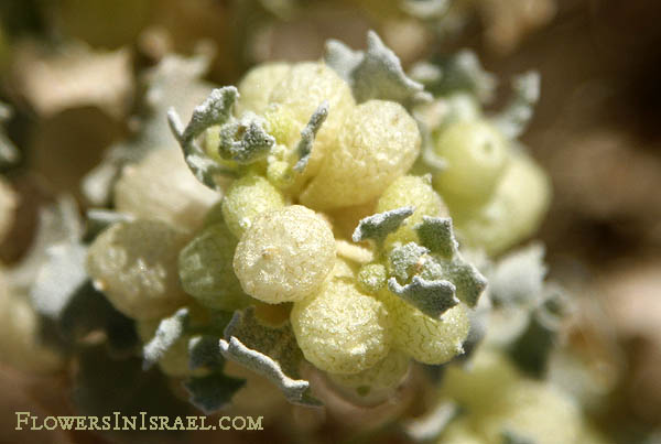 Flora of Israel online