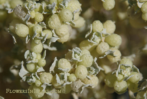 Atriplex holocarpa, Pop Saltbush, מלוח ספוגי