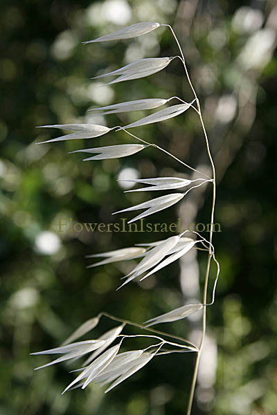 Avena barbata, Avena hirsuta, Slender oat, Slender oats, Slender wildoat, שיבולת-שועל سنيسله, מתפרקת