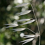 Avena barbata, Israel, green flowers, wildflowers