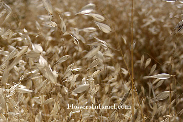 Avena sativa, Avena byzantina, Avena fatua var. orientalis, Cat Grass, Common Oat, Wild Oat, שיבולת-שועל תרבותית, الشوفان