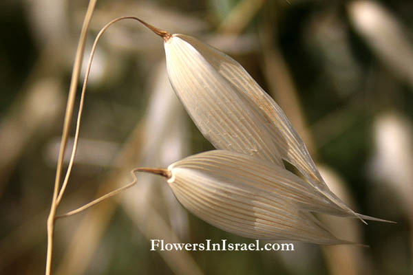 Flora of Israel online, Native plants, Palestine