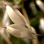 Avena sativa, Flowers, Israel