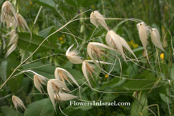 Avena sterilis, Animated oat, Sterile oat, Wild oat, Wild red oat, Winter wild oat, שיבולת-שועל נפוצה, شوفان بري