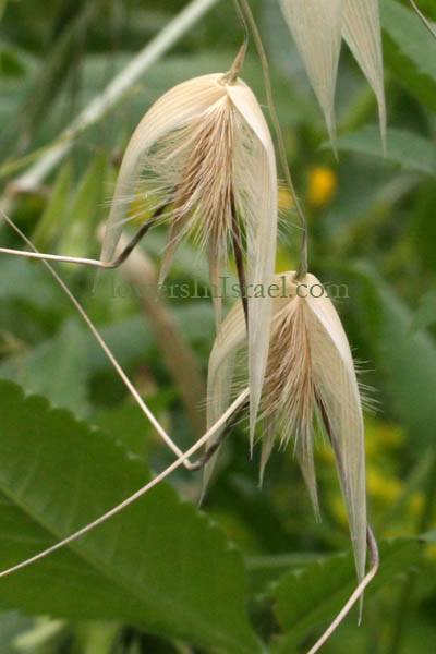 oats flower