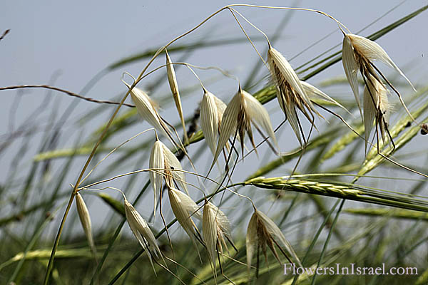 Native plants of Israel