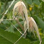 Avena sterilis, Flowers, Israel