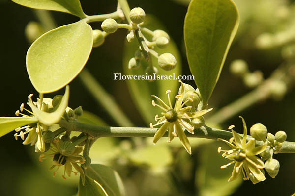  Balanites aegyptiaca, Ximenia aegyptiaca, Agialida senegalensis, Desert date,Jericho balsam, Egyptian Balsam, Balanos, Zacum oil plant, Soapberry tree, זקום מצרי,هجليج مصري 