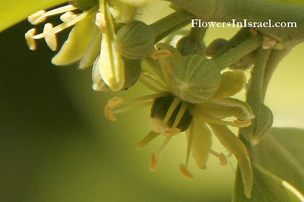 Balanites aegyptiaca, Ximenia aegyptiaca, Agialida senegalensis, Desert date,Jericho balsam, Egyptian Balsam, Balanos, Zacum oil plant, Soapberry tree, זקום מצרי, هجليج مصري 