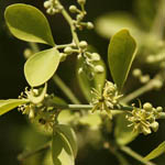 Balanites aegyptiaca, Israel, green flowers, wildflowers