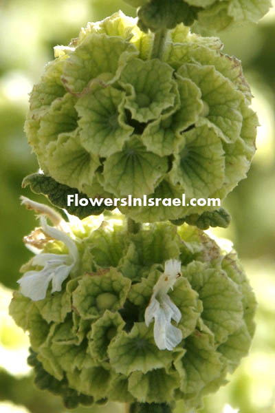 Wild flowers, Israel, send flowers online