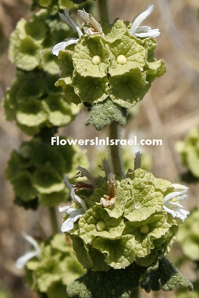 Ballota undulata, Common Ballota, Horehound,رسا، خويخه, גלונית מצויה