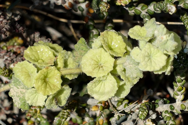 Ballota undulata, Common Ballota, Horehound,رسا، خويخه, גלונית מצויה