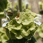 Ballota undulata, Flowers in Israel, Send