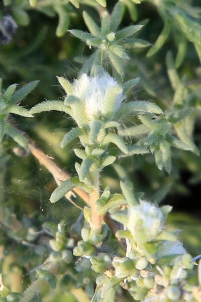 Bassia eriophora, Londesia eriantha, Bassia eriantha, Echinopsilon eriophorus, Kochia eriophora, Kochia latifolia, Wooly Bassia, בסיה צמירה, قضقاض السداة