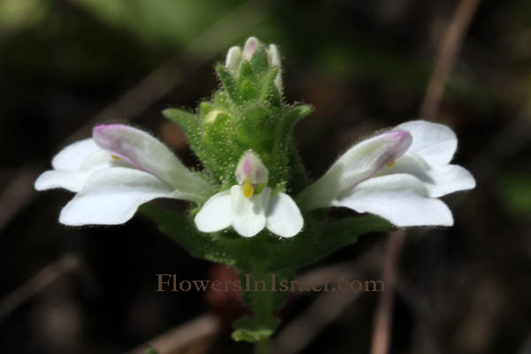 Flowers, Israel, wildflowers