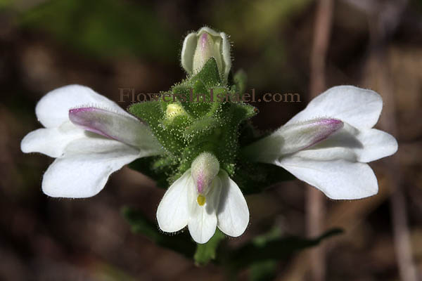 Bellardia trixago, Mediterranean linseed, شثٗ اٌّرطفً الأطفر,עלוק מצוי