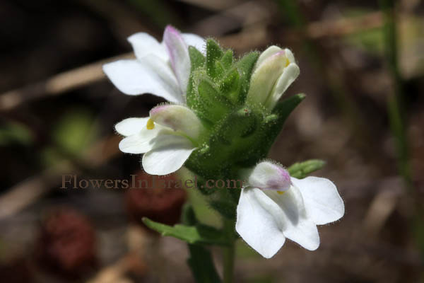 Flora of Israel online, Native plants