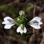 Bellardia trixago, Israel, Purple Flowers