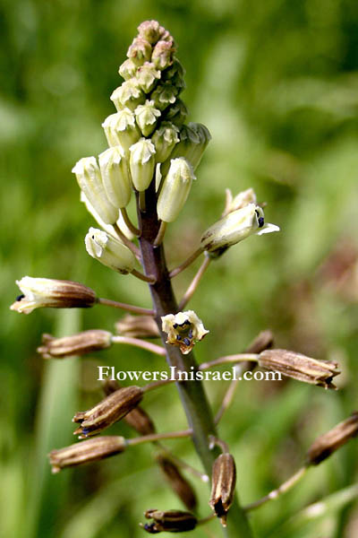 Wild flowers, Israel, Send Flowers online