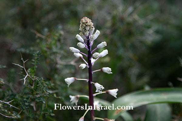 Bellevalia flexuosa, Common Roman Squill, البلفية المتعرجة ,זמזומית מצויה