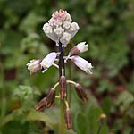Bellevalia flexuosa, Israel, Pink Flowers