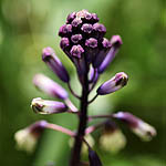 Bellevalia trifoliata, Flowers in Israel, Send