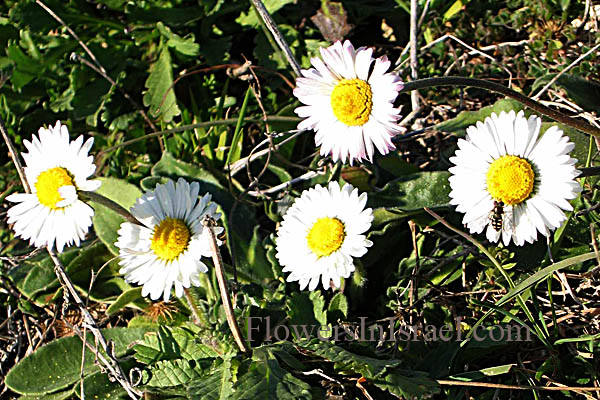 Flowers In Israel Common Daisy