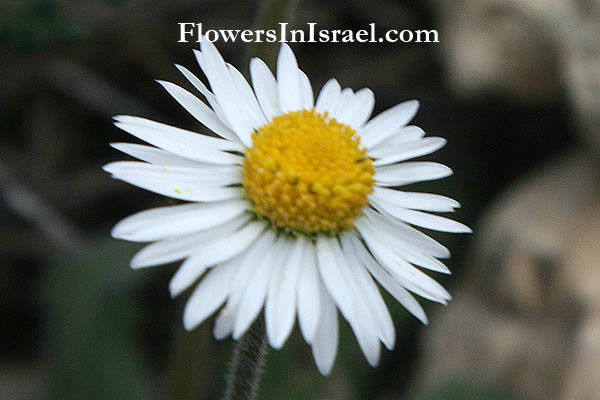 Vilda blommor i Israel