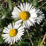 Bellis perennis, Flowers in Israel, Send