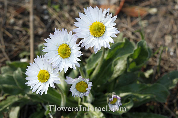 Bellis sylvestris, Southern Daisy, חיננית הבתה, البليس الحرجي