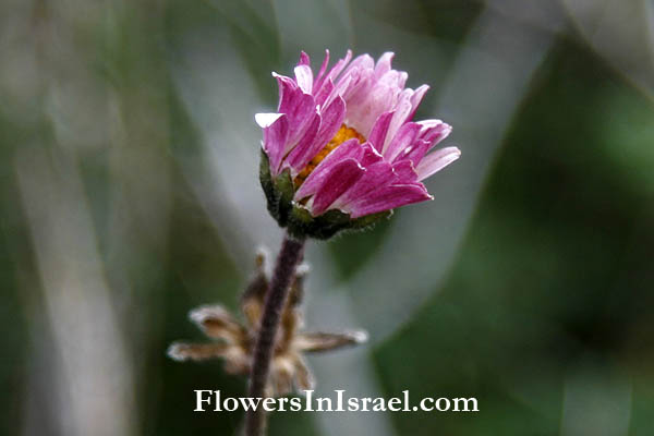 Fleurs sauvages, Wildblumen, Fiori, флоры, Flores Silvestres, زهور