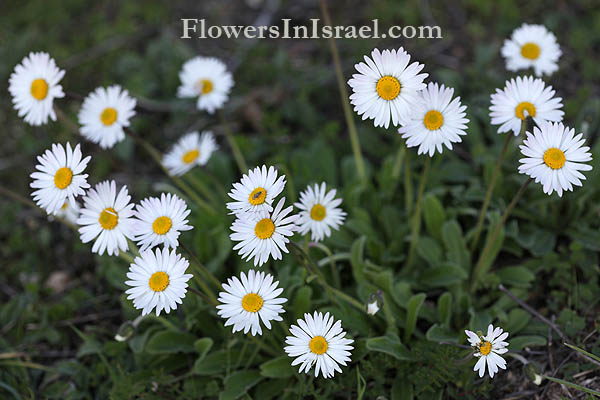 Bellis sylvestris, Southern Daisy,البليس الحرجي ,חיננית הבתה