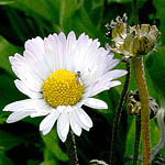 Bellis sylvestris, Flowers in Israel, Send