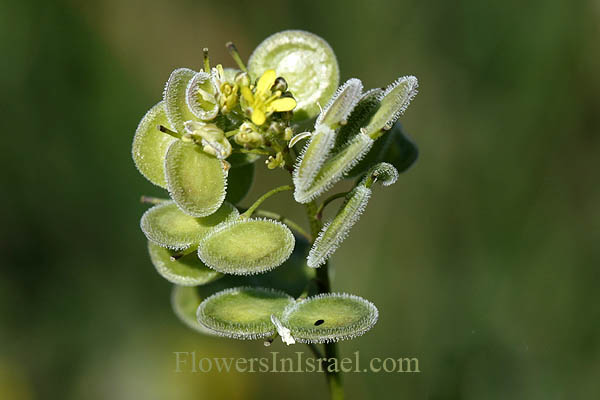 Biscutella didyma, Buckler Mustard, מצלתיים מצויות, بسكوتيلا زوجية