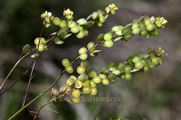 מצילתיים מצויים, Biscutella didyma, Buckler Mustard, بسكوتيلا زوجية ,מצלתיים מצויות