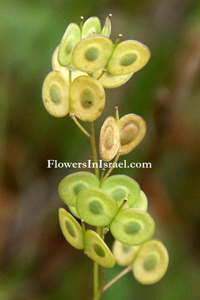 Flora of Israel online, Native plants