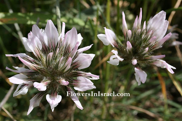 Bituminaria bituminosa,Psoralea bituminosa, Bitumen Trefoil, Pitch Trefoil, Scurfy Pea, Arabian Scurfy Pea, שרעול שעיר 