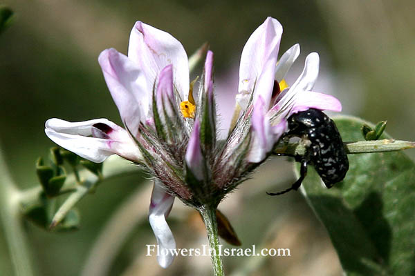 Vilda blommor i Israel