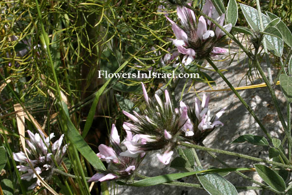 Israel flowers and native plants
