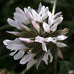 Bituminaria bituminosa, Israel, Light Blue Flowers