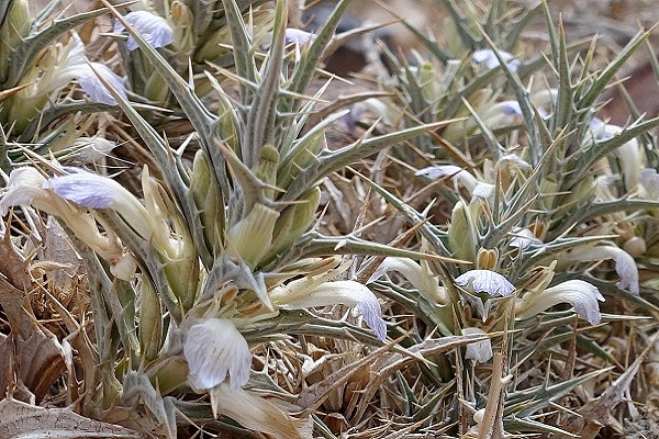 Flowers in Israel: Blepharis attenuata, Blepharis ciliaris, ריסן דק , شوك الضب الرقيق