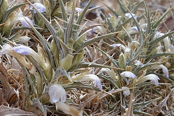 Blepharis attenuata, Blepharis ciliaris, ריסן דק , شوك الضب الرقيق, desert