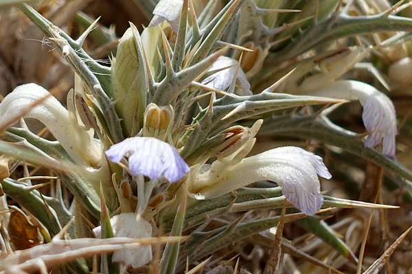 Blepharis attenuata, Blepharis ciliaris, ריסן דק , شوك الضب الرقيق, desert