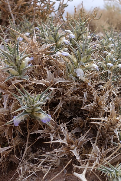 Blepharis attenuata, Blepharis ciliaris, ריסן דק , شوك الضب الرقيق, desert