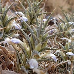 Bituminaria bituminosa, Israel, Light Blue Flowers