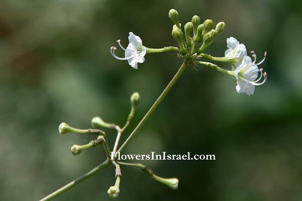 Israel, Botany, Nature, Wildflowers