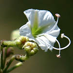 Boerhavia repens, Israel, Pink Flowers